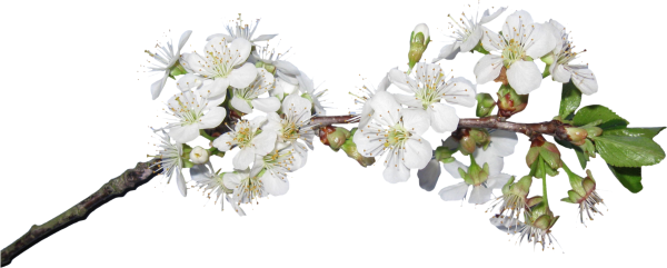 Цветущие ветки яблони на прозрачном фоне
