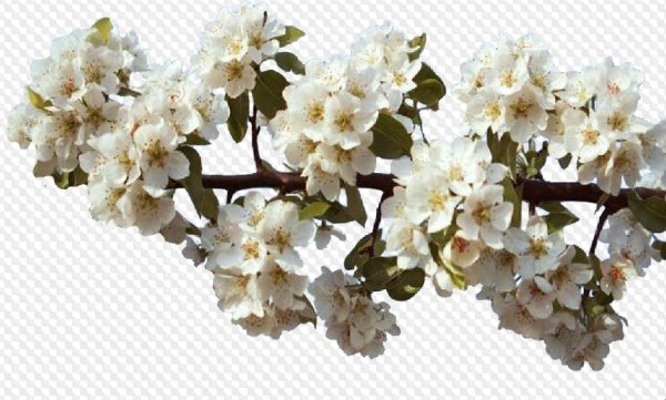 Цветущая ветка на прозрачном фоне