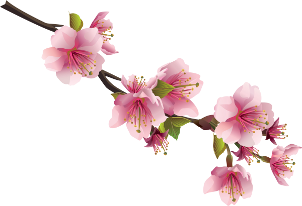 Ветка цветущей Сакуры