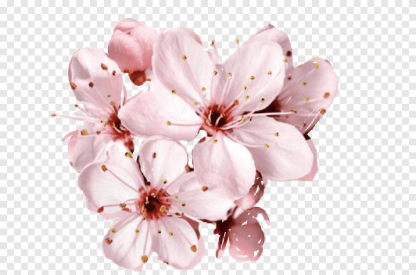 Цветы Сакуры на белом фоне