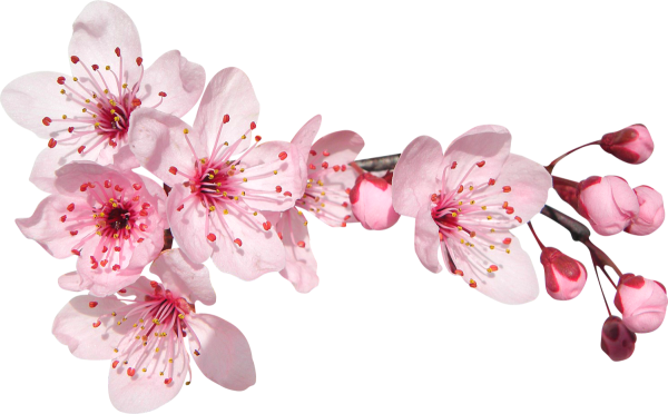 Черри блоссом на прозрачном фоне