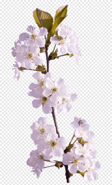 Ветка цветов