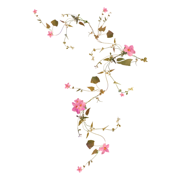 Вьющаяся ветка