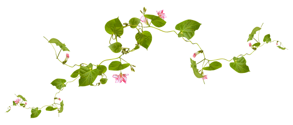 Вьющиеся цветы без фона