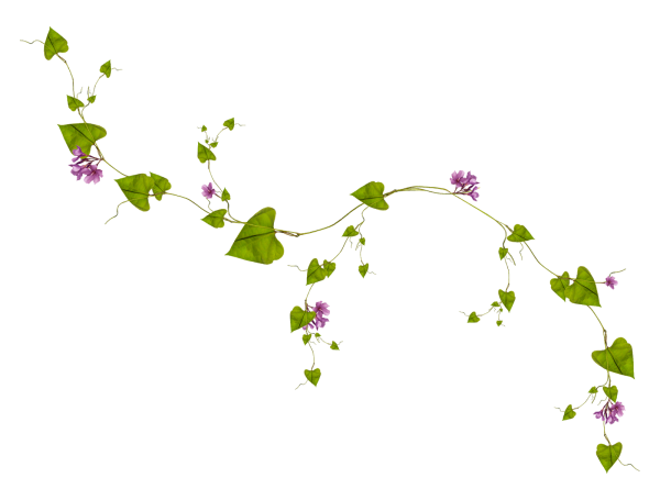 Цветы вьюны на прозрачном фоне