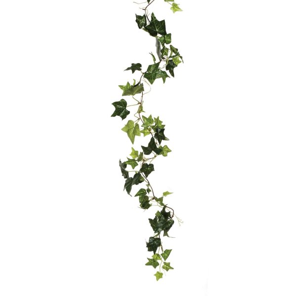 Вьюны вьющиеся растения плющ