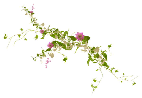 Лиана лоза Вьюнок