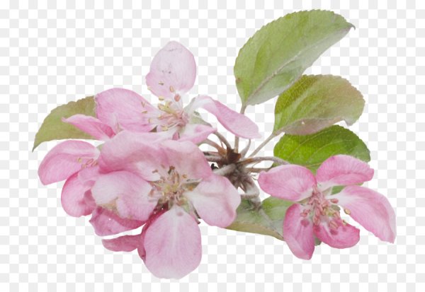 Цветы яблони на прозрачном фоне