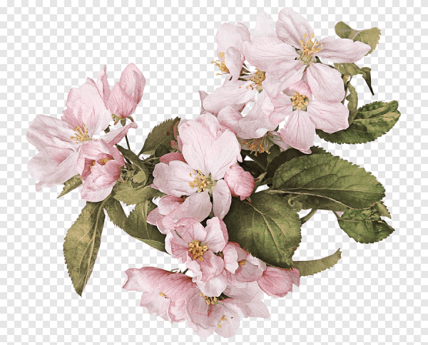 Яблоневый цвет