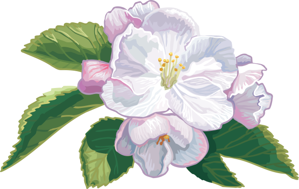 Цветы яблони для детей