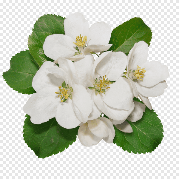 Яблони в цвету