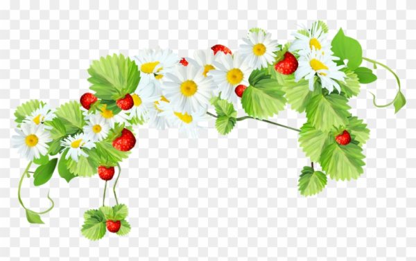 Земляника в цвету на прозрачном фоне