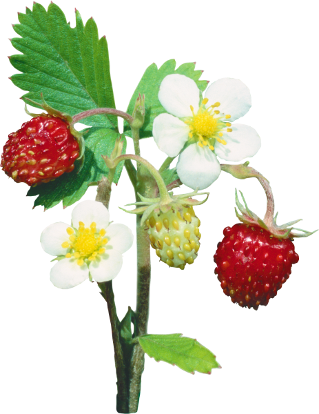 Куст клубники