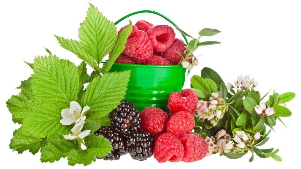 Ягоды зелень