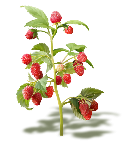 Клубника и малина кустарники