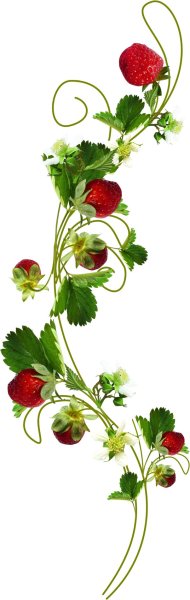 Земляника на прозрачном фоне