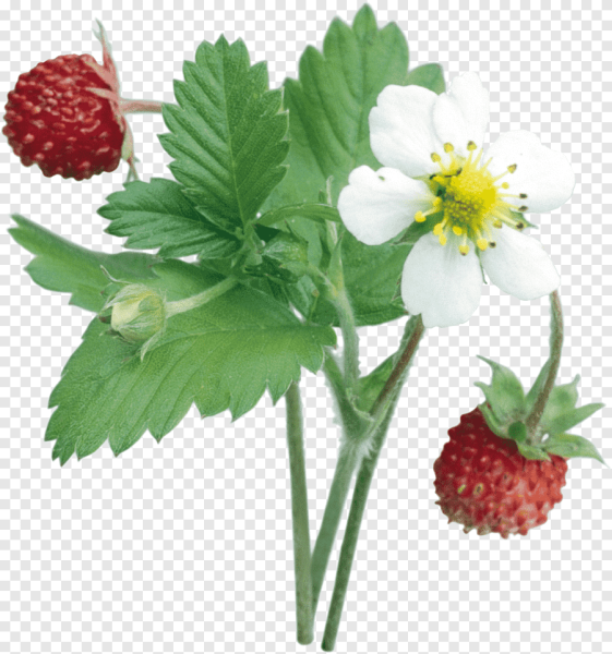 Куст земляники на белом фоне