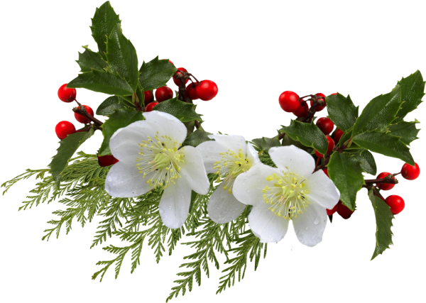 Зимние цветы на прозрачном фоне