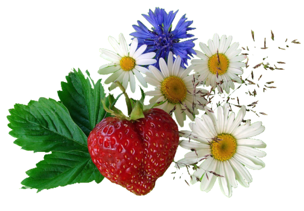 Летние цветы на прозрачном фоне