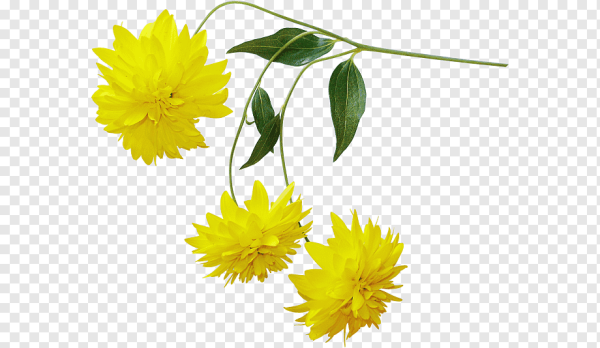Желтые цветы на прозрачном фоне для фотошопа
