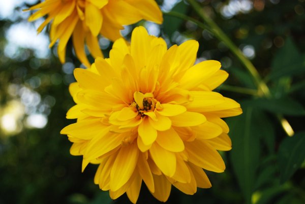 Золотой шар ватекаль