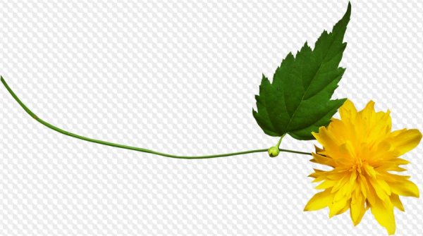 Цветы золотой шар на прозрачном фоне