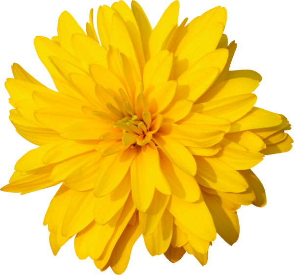 Цветы на прозрачном фоне