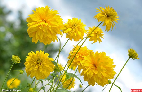 Рудбекия золотые шары