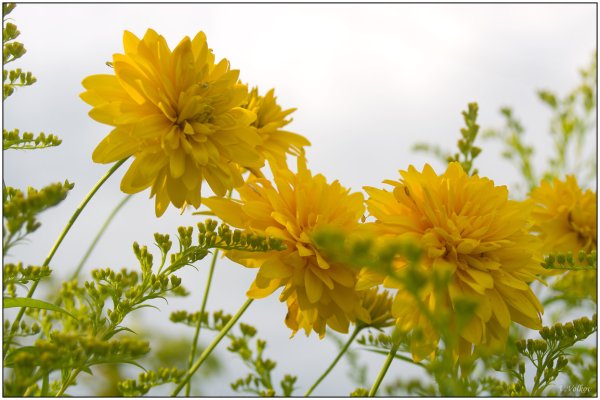 Полевые цветы золотые шары