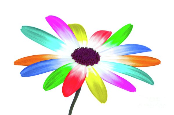 Ромашки для детей разноцветные