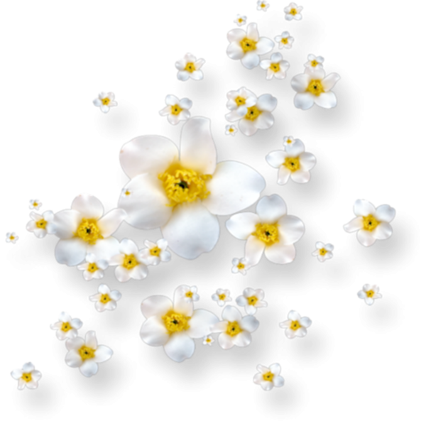 Россыпь цветов