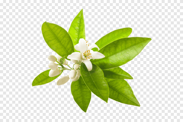 Нероли на белом фоне