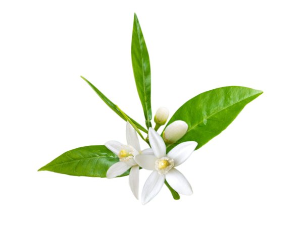 Нероли утернуар