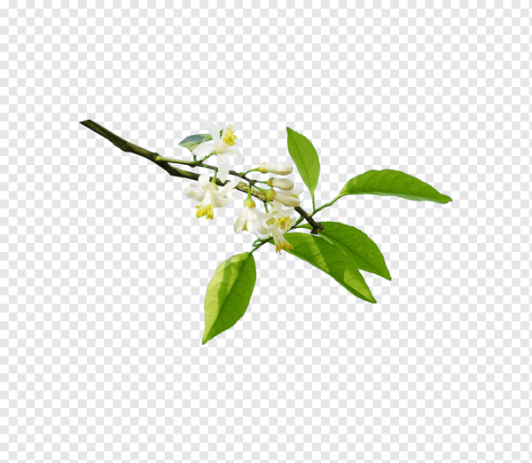 Веточка флердоранжа