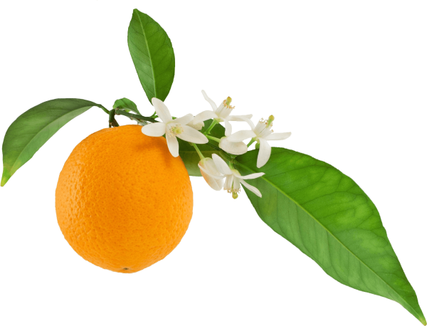 Петитгрейн веточка листья Citrus aurantium