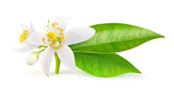 Цветок апельсина