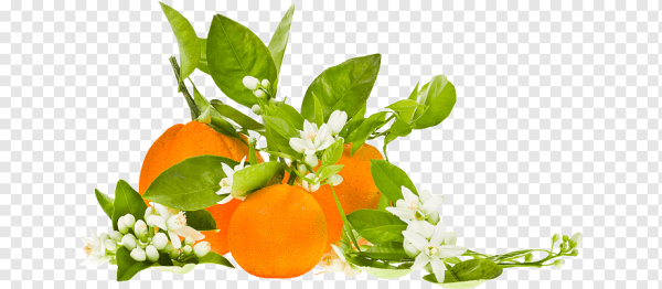 Апельсиновый цвет на белом фоне