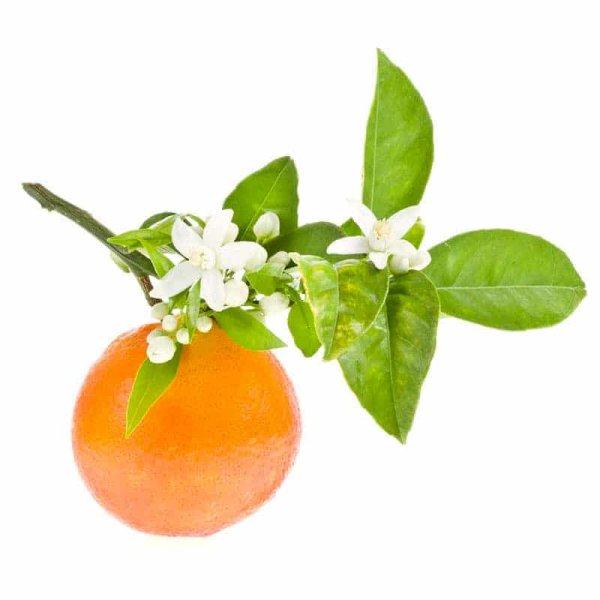 Померанец нероли Петигрен