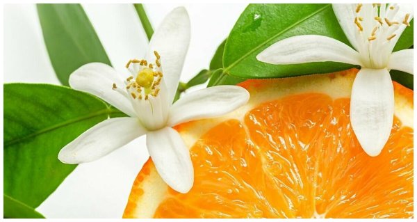 Цветение апельсина