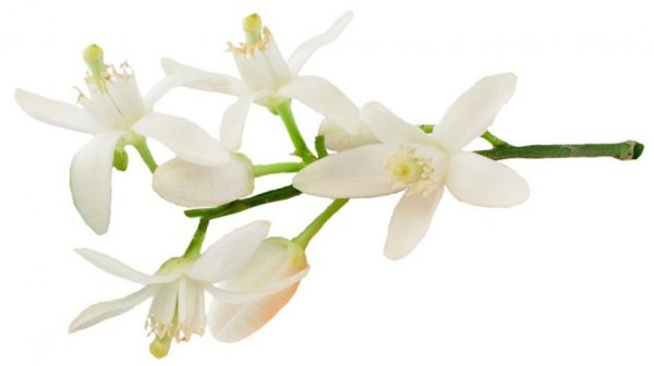 Апельсиновый цвет на белом фоне