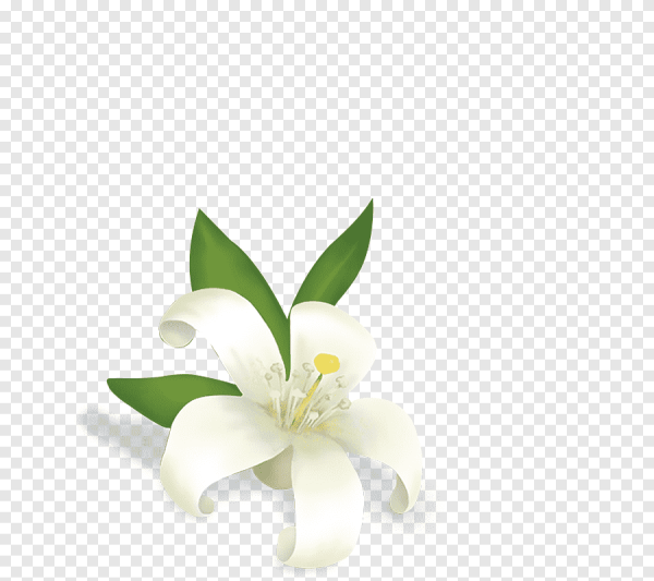 Нероли без фона