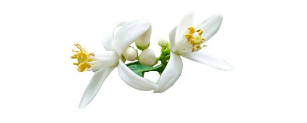 Цветок апельсина