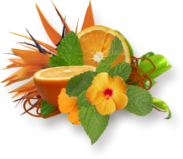 Апельсиновый цветок на белом фоне