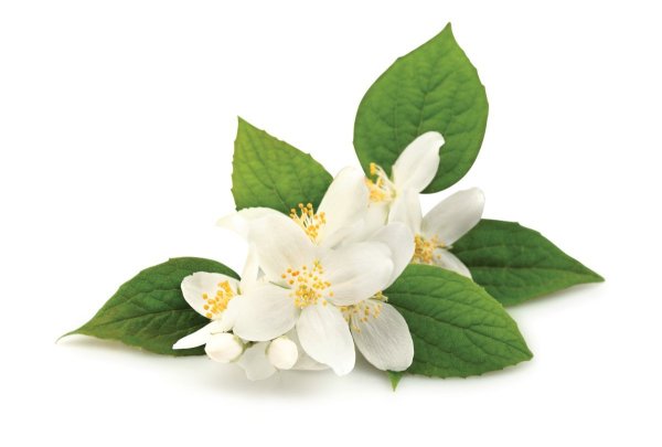 Нероли и Жасмин