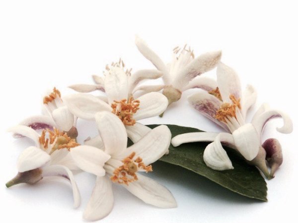 Апельсина, османтус, Тубероза.