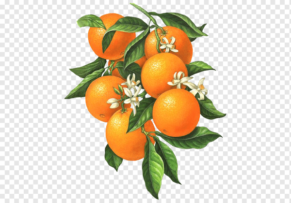 Мандарины на ветке