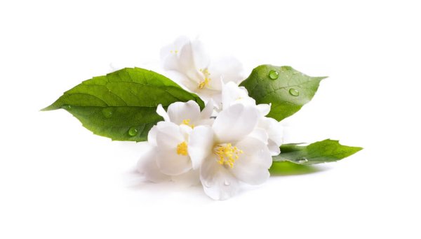 Жасмин на белом фоне
