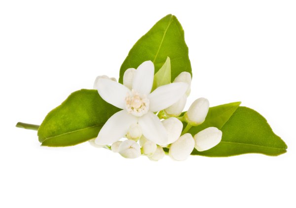 Нероли на белом фоне