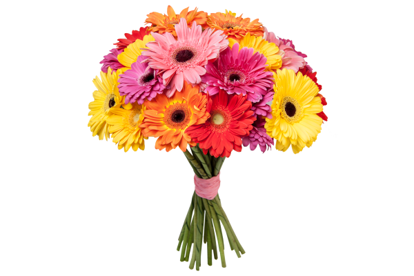 Герберы цветы