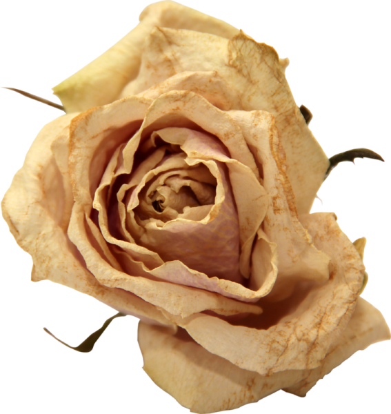 Эстетические цветы для фотошопа